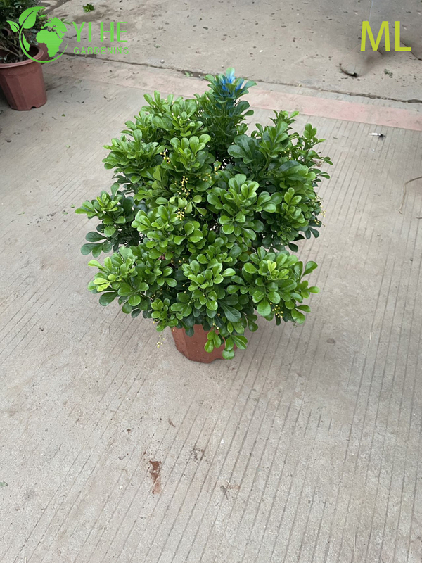 Fragrant Aglaia Odorata Bonsai for Indoor Decor