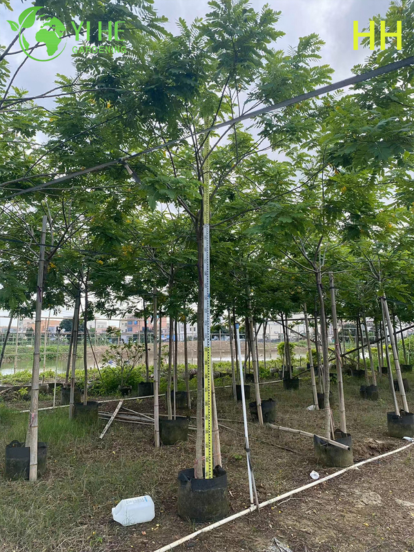 Ornamental Yellow Cassia glauca Flowering Tree