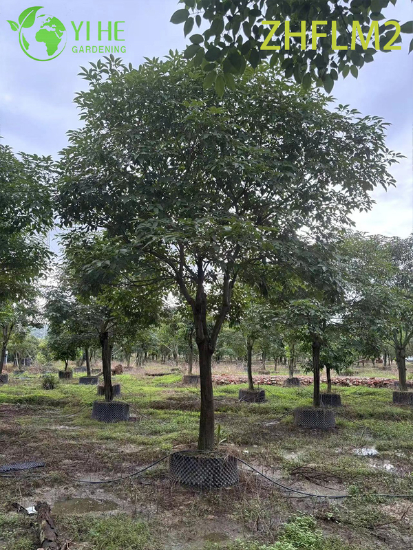Grafted Ornamental Pink Tabebuia rosea Tree