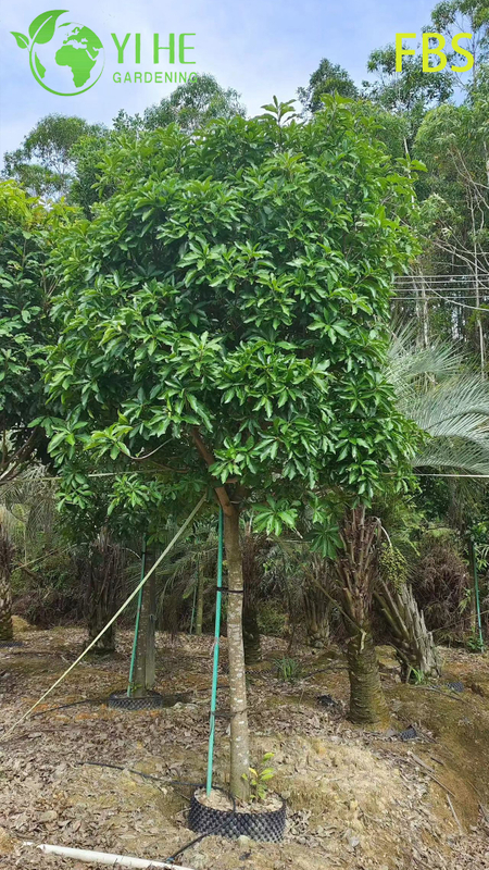 Ornamental Red - Flowered Barringtonia acutangula Tropical Tree