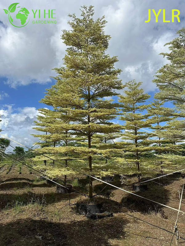 Ornamental Variegated Terminalia neotaliala Tree