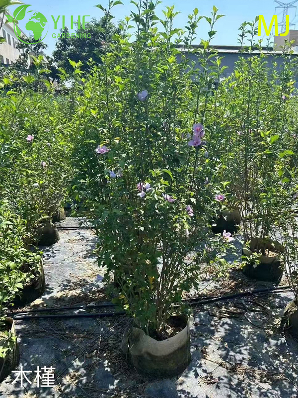Wholesale Export Hibiscus Syriacus Ornamental Flowering Shrub Premium Quality