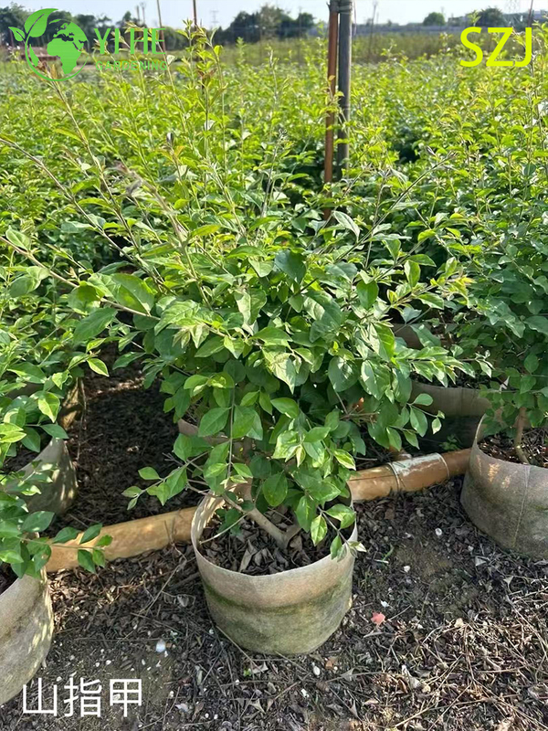 Wholesale Export Ligustrum Sinense Ornamental Evergreen Shrub Premium Quality