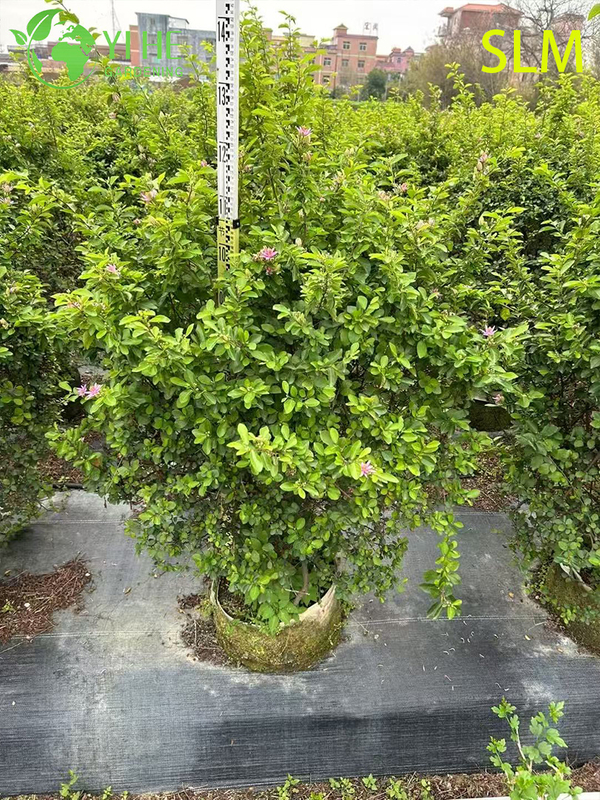 Wholesale Export Water Lotus Wood Ornamental Wetland Shrub Premium Quality