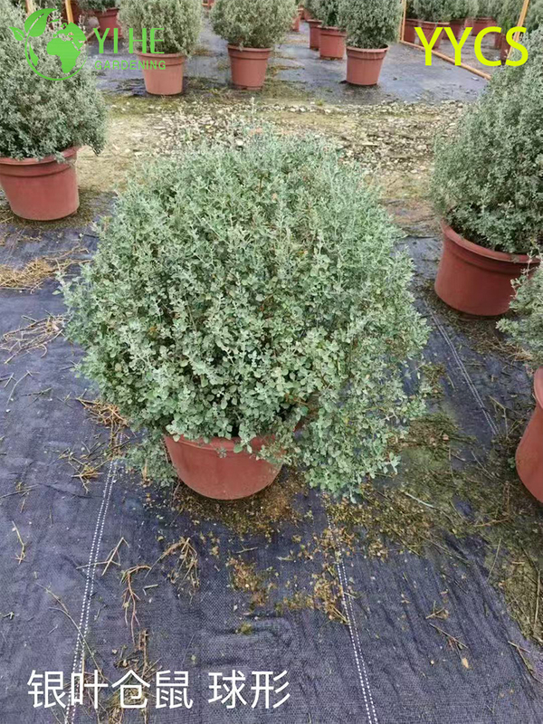 Wholesale Export Silver-Leaf Hamster Plant Ornamental Succulent Premium Quality