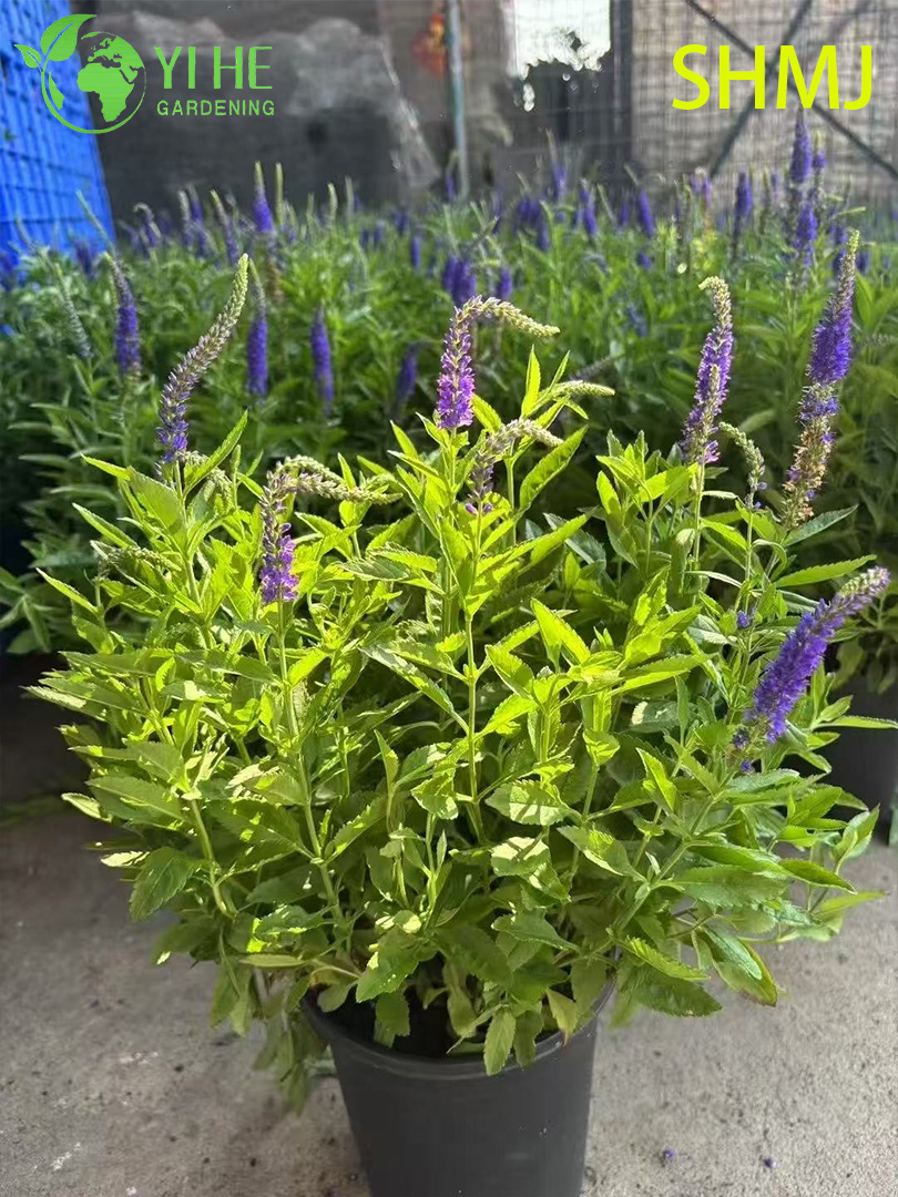 Wholesale Export Vitex Agnus-Castus Ornamental Flowering Shrub Premium Quality