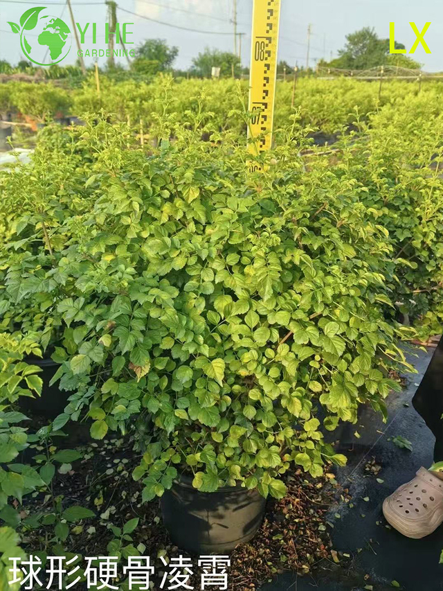 Großhandel Export Trompetenrebe Zierblühender Kletterer Premium-Qualität