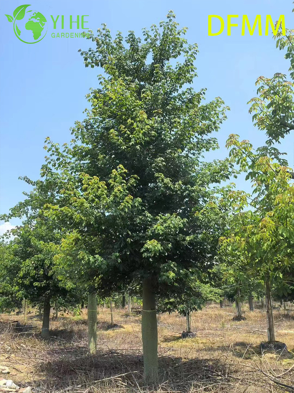 Wholesale Evergreen Ceiba Speciosa Ornamental Tree for Garden Landscaping Export