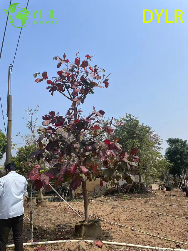 Wholesale Ornamental Terminalia Catappa Tree, Large - Leaf Almond for Garden Landscaping Export