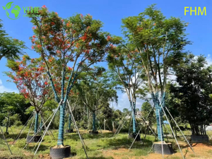 Ornamental Tropical Delonix regia, Flame - colored Flowering Phoenix Tree, Evergreen Landscape Delonix regia, Tropical Garden Flame Tree