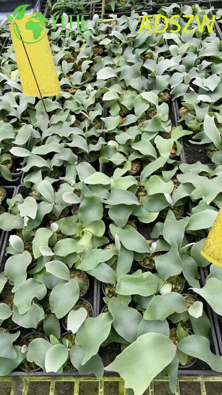 Wholesale Andes Java Potted Plants for Indoor Outdoor Landscaping & Decoration