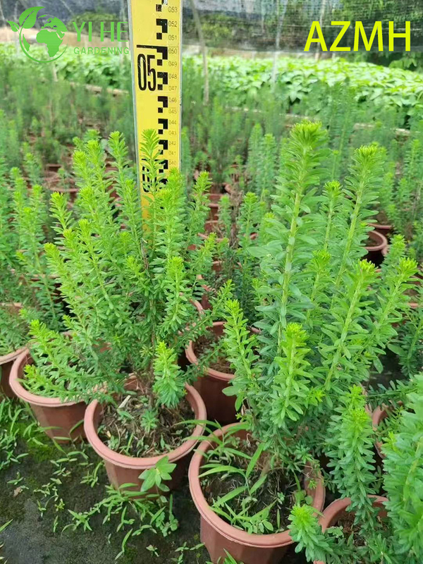 Wholesale Australian Rice Flower Potted Plants for Indoor Outdoor Decoration & Bouquets