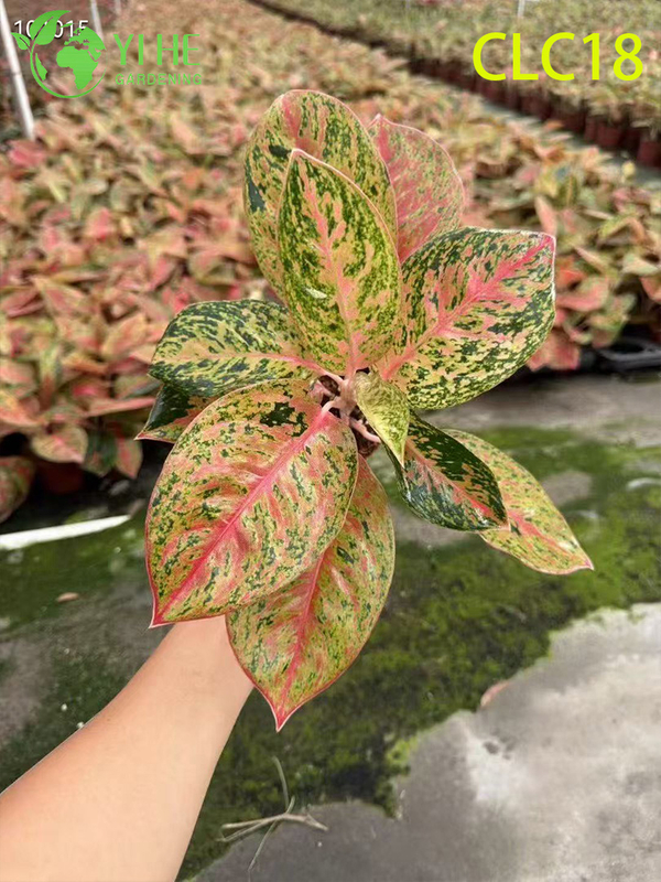 Wholesale Export Firework/Butterfly/Red Sword Aglaonema | Tropical Ornamental Foliage Seedlings