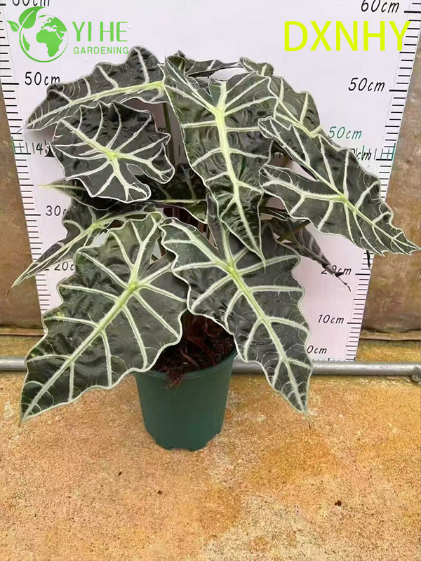 Wholesale Export Giant Fairy Alocasia Seedlings | Tropical Ornamental Foliage Seedlings