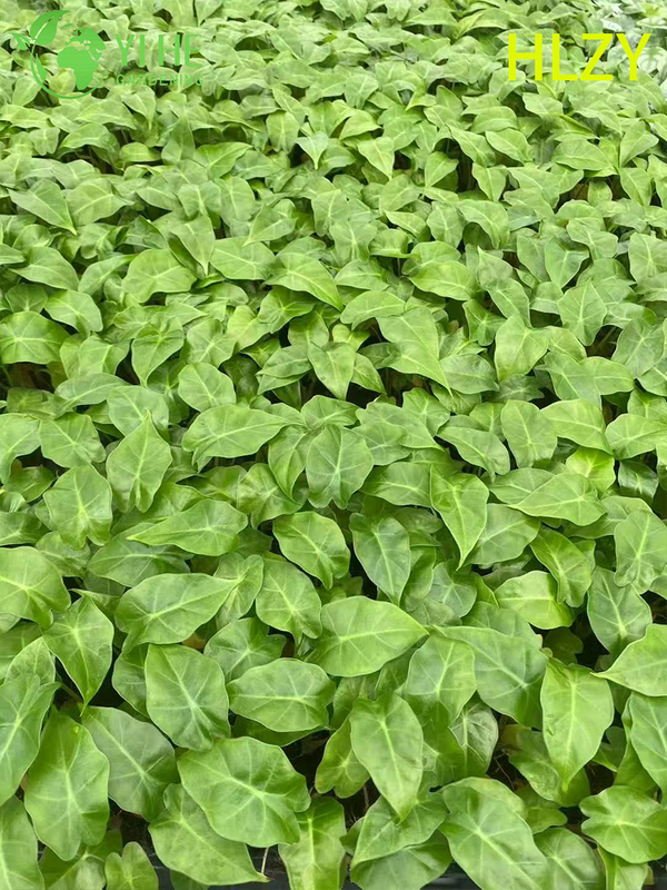 تصدير شتلات هايلان كالاتيا بالجملة | شتلات أوراق الزينة الاستوائية