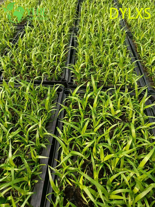 Esportazione all'ingrosso di piantine di dracaena a foglia larga | Piantine di piante ornamentali tropicali