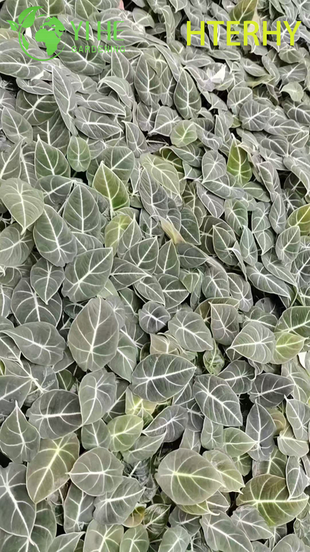 Piantine di alocasia di velluto nero per esportazione all'ingrosso | Piantine di fogliame ornamentale tropicale
