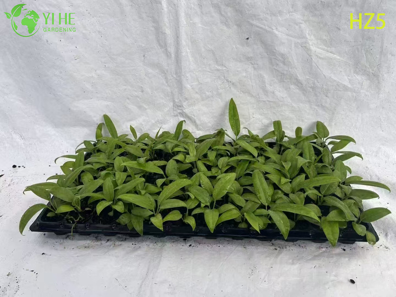 Exportation en gros de semis d'Anthurium King/Tie | Semis de feuillage ornemental tropical