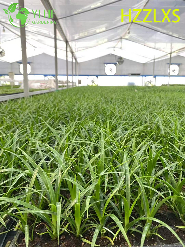 Wholesale Export Black Pearl Dracaena Seedlings | Tropical Ornamental Plants Seedlings