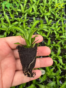 Wholesale Export Golden Shine Tropical Foliage Seedlings | Ornamental Plants Seedlings