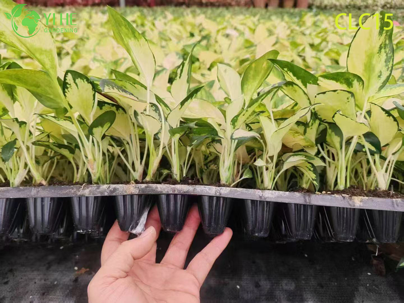 Premium Golden & Black Peony Aglaonema | Wholesale Export Tropical Foliage Plants Seedlings