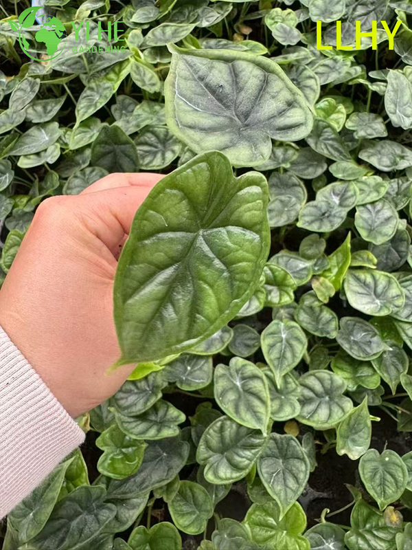 تصدير شتلات ألوكاسيا على نطاق التنين بالجملة | شتلات أوراق الزينة الاستوائية