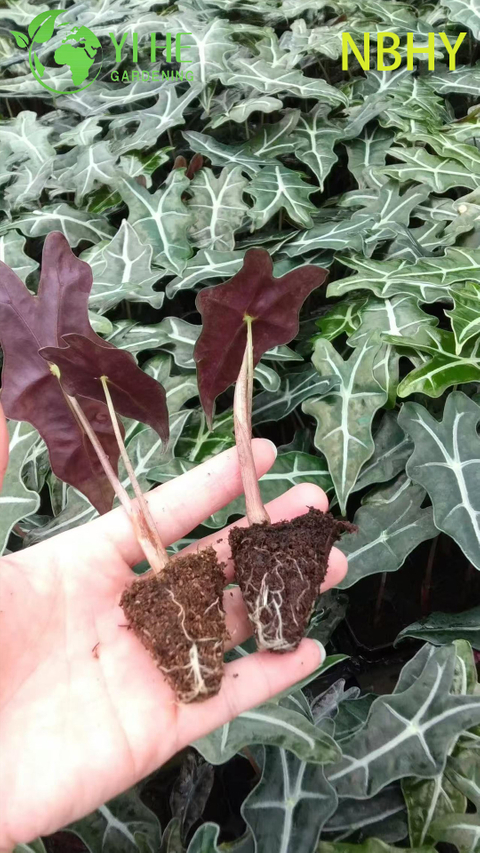 Wholesale Export Nobi Alocasia Seedlings | Tropical Ornamental Foliage Seedlings
