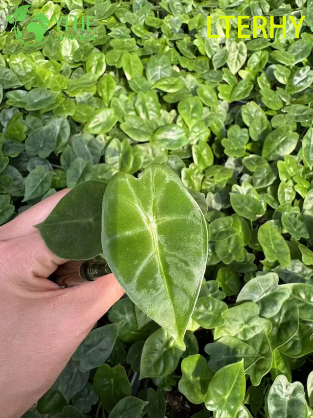 Wholesale Export Green Velvet Alocasia Seedlings | Tropical Ornamental Foliage Seedlings