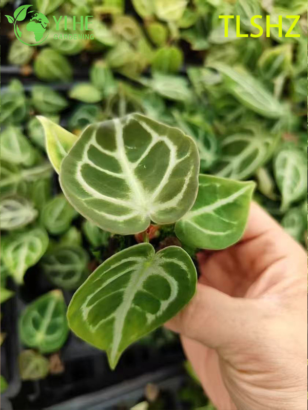 Wholesale Export Anthurium crystallinum 'Dorayaki' Seedlings | Tropical Ornamental Foliage Seedlings