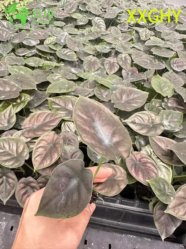 Wholesale Export Vampire Alocasia Seedlings | Tropical Ornamental Foliage Seedlings