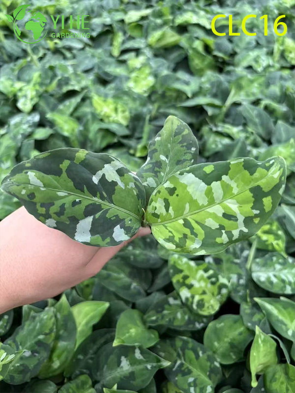 Wholesale Export Chocolate/Camouflage/Red Everlasting Aglaonema | Tropical Ornamental Plants Seedlings