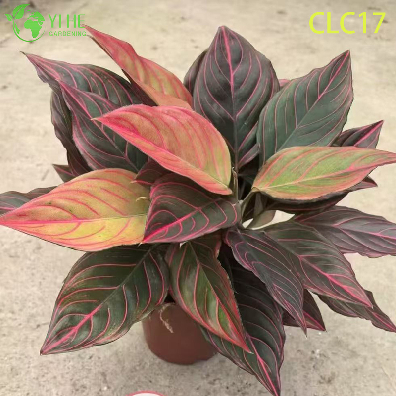Wholesale Export Red Vein/White Vein/Red Radiance Aglaonema | Tropical Foliage Plants Seedlings