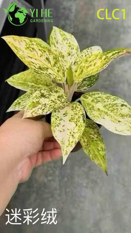Wholesale Aglaonema Potted Plants for Indoor Low-Light Foliage Decoration