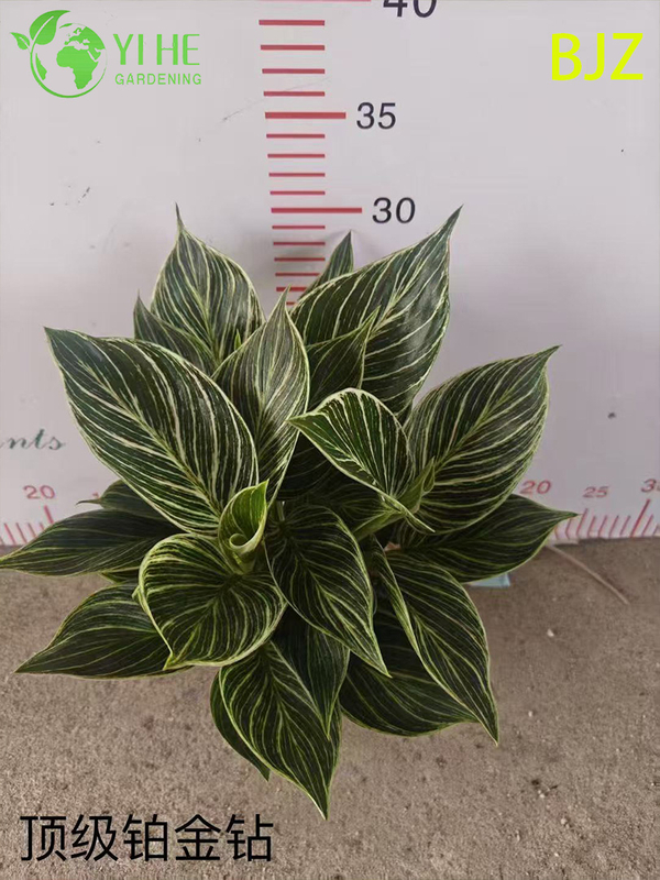 Wholesale Platinum Diamond Potted Plants for Indoor Luxury Foliage Decoration