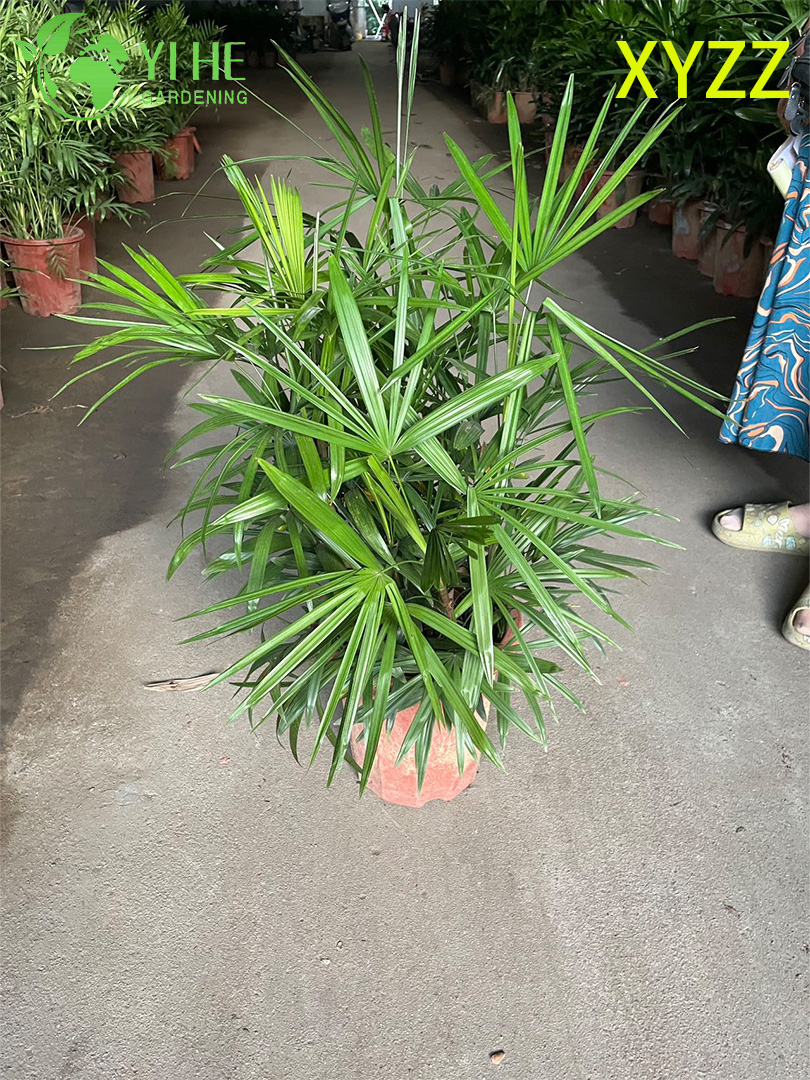 Wholesale Export Dwarf Lady Palm Ornamental Evergreen Shrub Premium Quality
