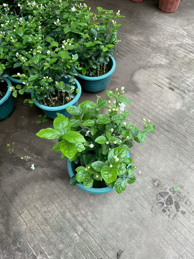 Fragrant Jasminum Sambac Bonsai for Indoor & Outdoor Decor