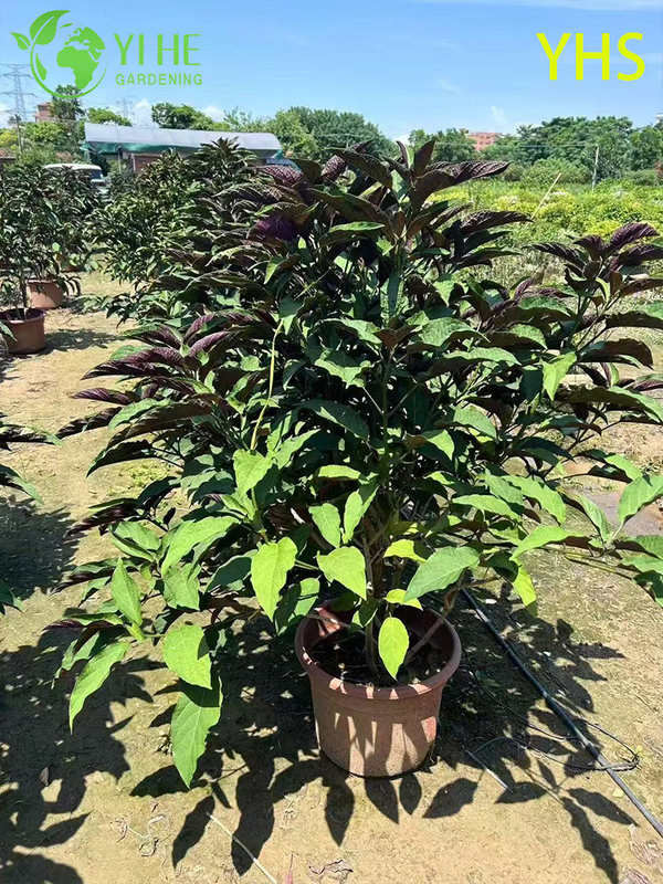 Fireworks Tree Ornamental Flower Tropical Garden Plant Clerodendrum Quadriloculare