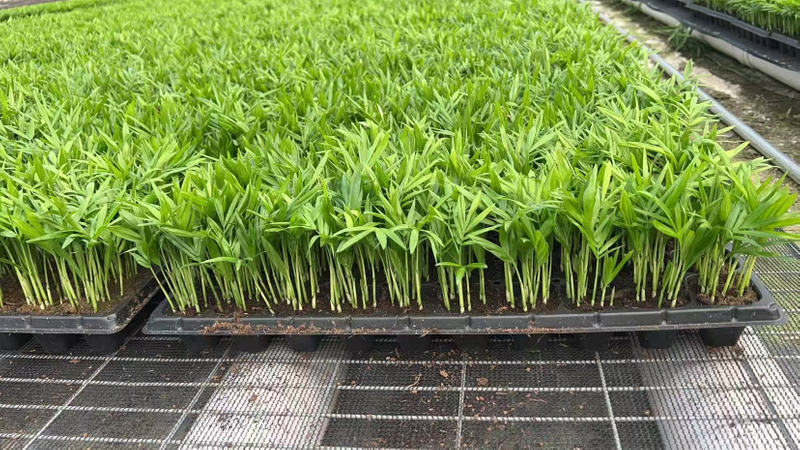 Young plant Chamaedorea elegans seedlings for nusery