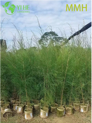Casuarina equisetifolia (1).png
