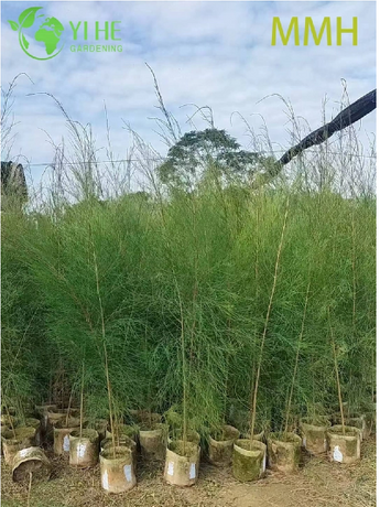 Casuarina equisetifolia (1).png