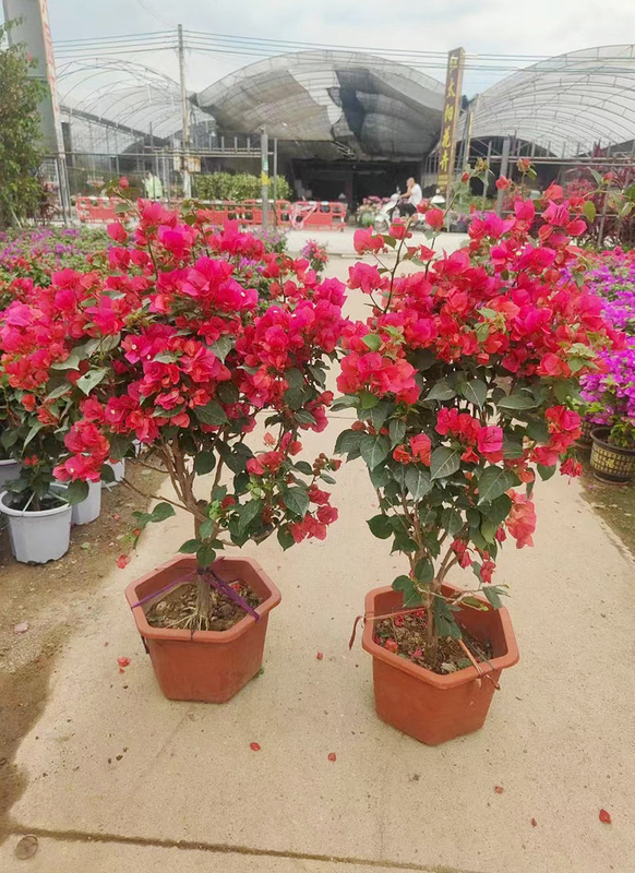 Bougainvillea
