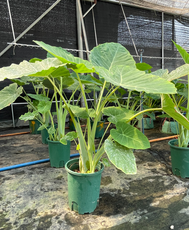 Alocasia spp