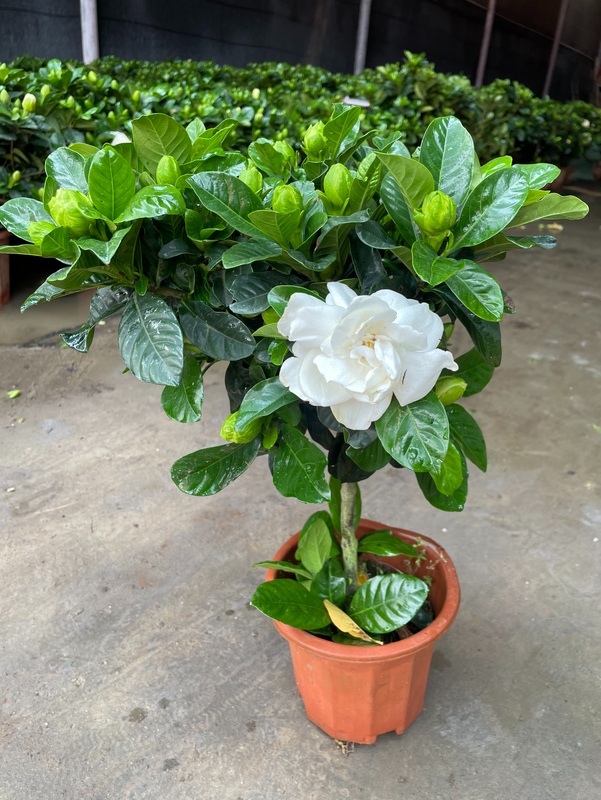 Gardenia jasminoides 