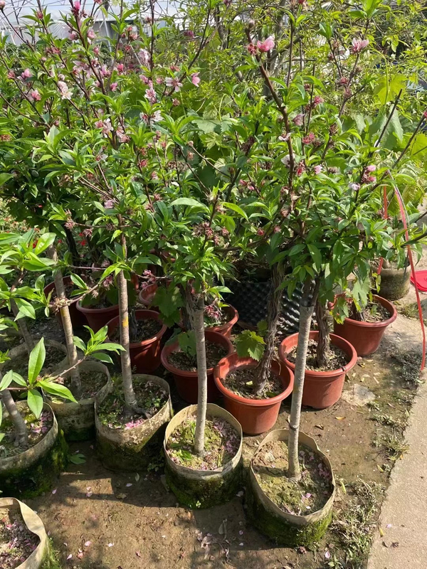 Honey peach trees, Amygdalus persica 'Honey Peach'