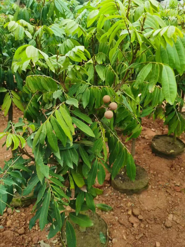 Dimocarpus longan