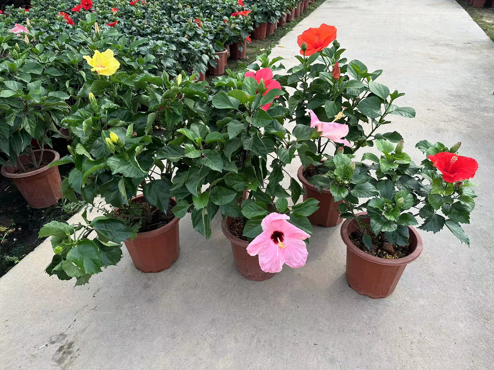 Hibiscus rosa-sinensis