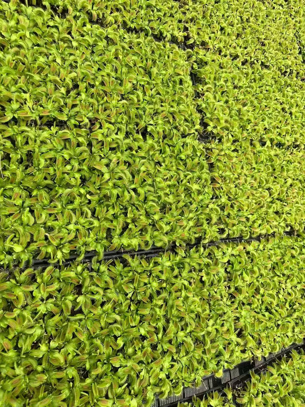Dionaea Muscipula
