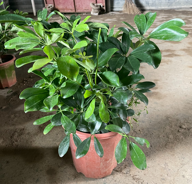 Schefflera Heptaphylla