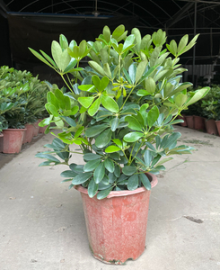 Schefflera Heptaphylla
