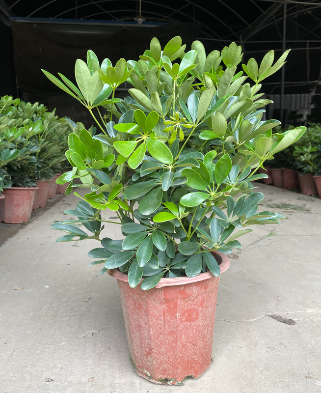 Schefflera Heptaphylla